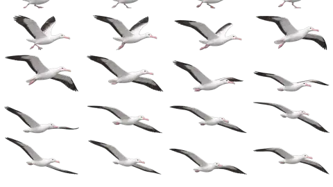 Albatross race-theme artwork