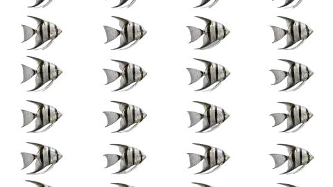 Angelfish race-theme artwork