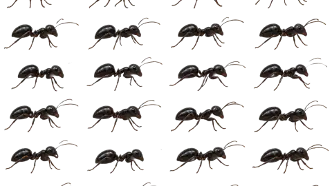 Ant race-theme artwork