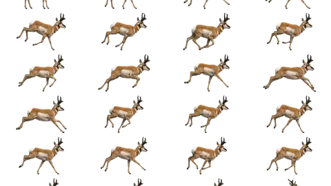 Antelope race-theme artwork