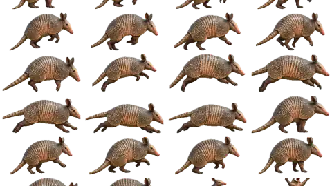 Armadillo race-theme artwork