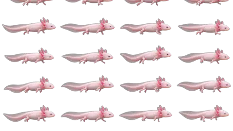 Axolotl race-theme artwork