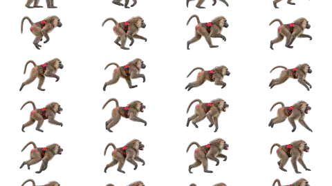 Baboon race-theme artwork