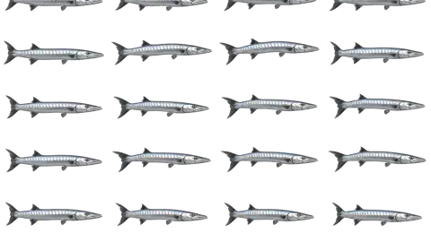 Barracuda race-theme artwork