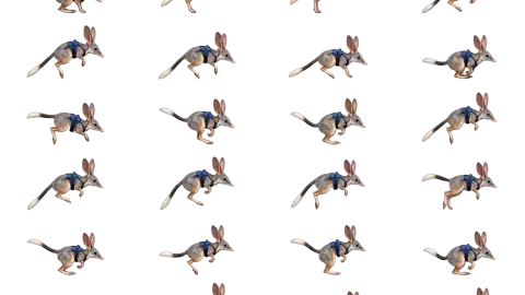 Bilby race-theme artwork