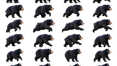 Black Bear race-theme artwork