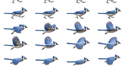Blue Jay race-theme artwork