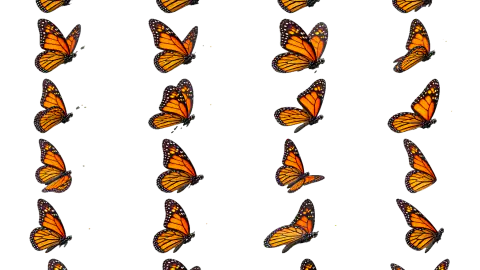 Butterfly race-theme artwork