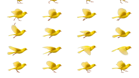 Canary race-theme artwork