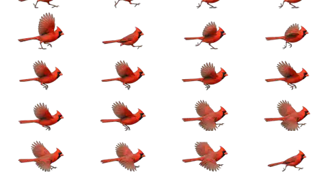 Cardinal race-theme artwork