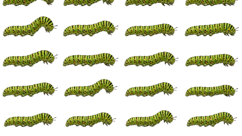 Caterpillar race-theme artwork