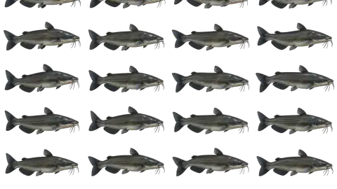 Catfish race-theme artwork