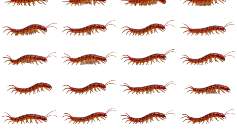 Centipede race-theme artwork