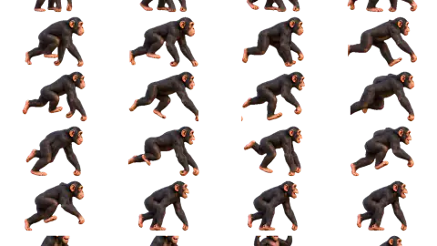 Chimpanzee race-theme artwork