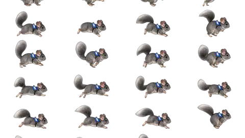 Chinchilla race-theme artwork