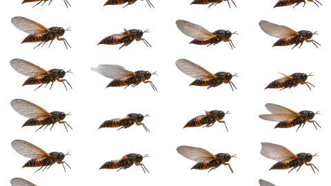 Cicada race-theme artwork