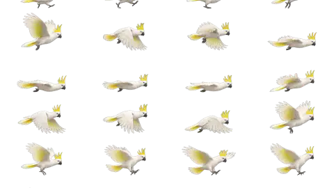 Cockatoo race-theme artwork