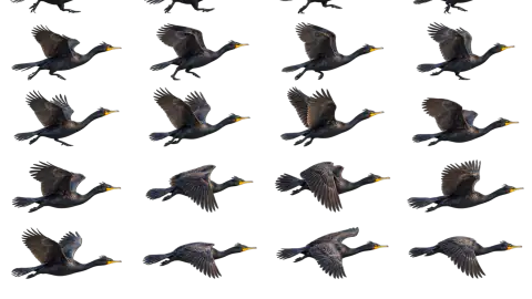 Cormorant race-theme artwork