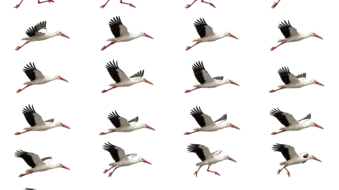 Crane Bird race-theme artwork