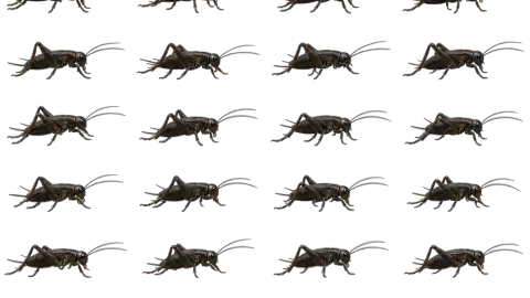 Cricket Insect race-theme artwork