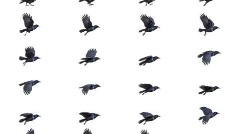 Crow race-theme artwork
