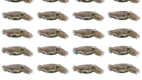 Cuttlefish race-theme artwork