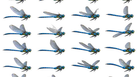 Dragonfly race-theme artwork