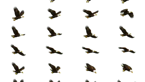 Eagle race-theme artwork