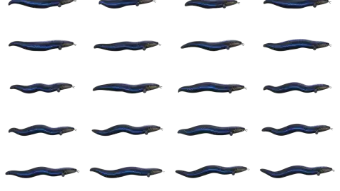 Electric Eel race-theme artwork
