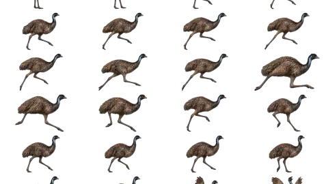 Emu race-theme artwork