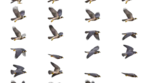 Falcon race-theme artwork