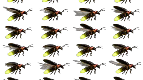 Firefly race-theme artwork