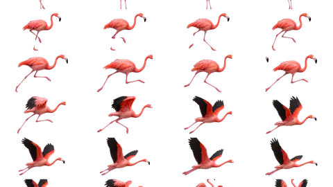 Flamingo race-theme artwork