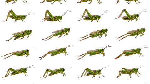 Grasshopper race-theme artwork