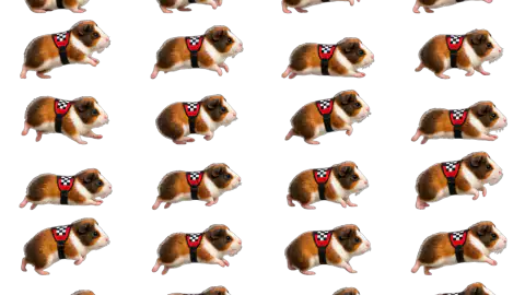Guinea Pig race-theme artwork