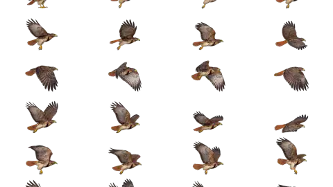 Hawk race-theme artwork