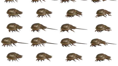 Horseshoe Crab race-theme artwork