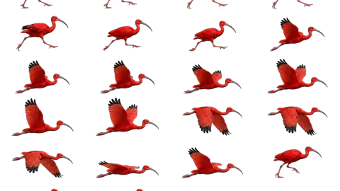 Ibis race-theme artwork
