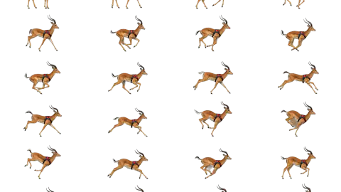 Impala race-theme artwork