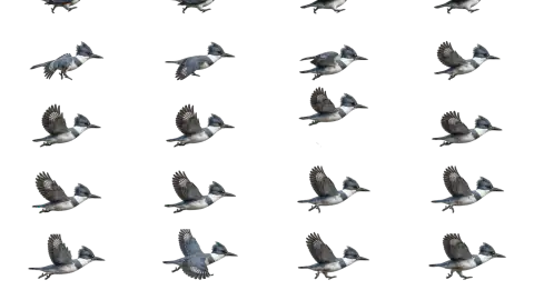 Kingfisher race-theme artwork
