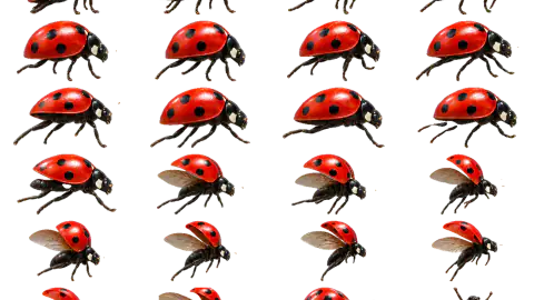 Ladybug race-theme artwork