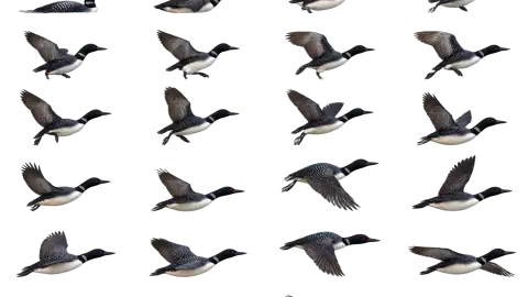 Loon race-theme artwork