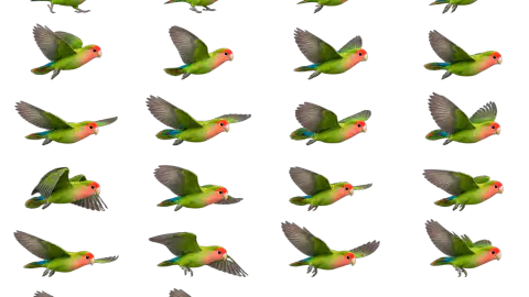 Lovebird race-theme artwork