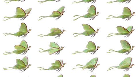 Luna Moth race-theme artwork