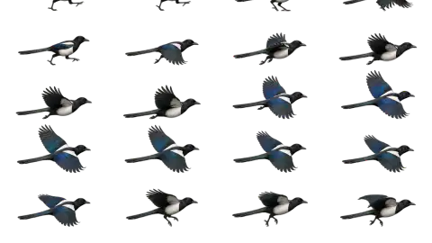 Magpie race-theme artwork