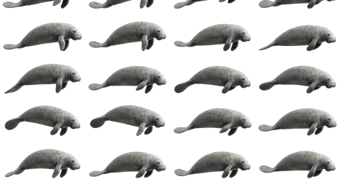 Manatee race-theme artwork