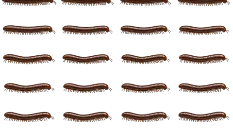 Millipede race-theme artwork