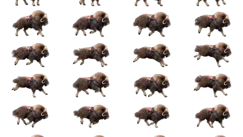 Musk Ox race-theme artwork