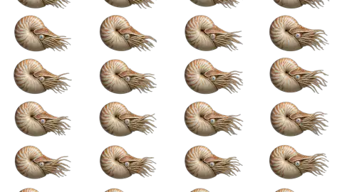 Nautilus race-theme artwork