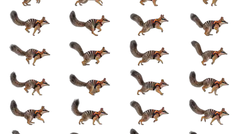 Numbat race-theme artwork